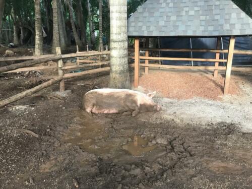 Pig on a Beach